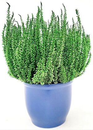 POWERS TO FLOWERS - ERICA CALLUNA COLOR LIFE VERDE IN VASO CERAMICA AZZURRO, VASO 13 cm DIAMETRO, piante vere