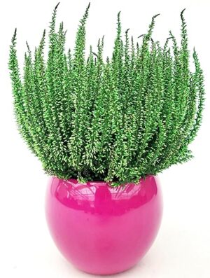 POWERS TO FLOWERS - ERICA CALLUNA COLOR LIFE VERDE IN VASO CERAMICA SFERICO FUCSIA, VASO 13 cm DIAMETRO, piante vere