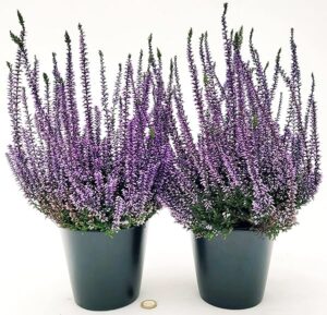 POWERS TO FLOWERS - ERICA CALLUNA COLOR LIFE VIOLA, 2 PIANTE, piante vere