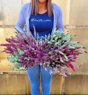 POWERS TO FLOWERS - ERICA CALLUNA MULTICOLOR IN CIOTOLA, 2 PIANTE, piante vere