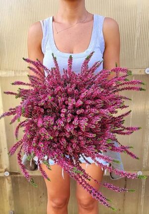 POWERS TO FLOWERS - ERICA CALLUNA ROSSA MAXI V19CM, piante vere