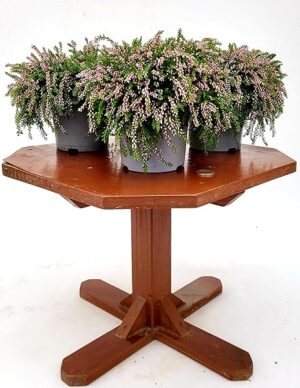 POWERS TO FLOWERS - ERICA CALLUNA STRISCIANTE ROSA, RASTA, 3 PIANTE, VASO 13CM DIAMETRO, piante vere