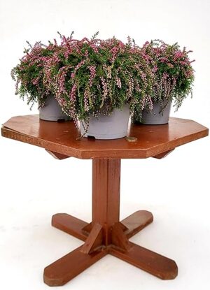 POWERS TO FLOWERS - ERICA CALLUNA STRISCIANTE ROSSA, RASTA, 3 PIANTE, VASO 13CM DIAMETRO, piante vere