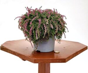 POWERS TO FLOWERS - ERICA CALLUNA STRISCIANTE ROSSA, RASTA, VASO 13CM DIAMETRO, piante vere