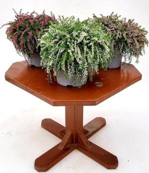 POWERS TO FLOWERS - ERICA CALLUNA STRISCIANTE TRIS, RASTA, 3 PIANTE, VASO 13CM DIAMETRO, piante vere
