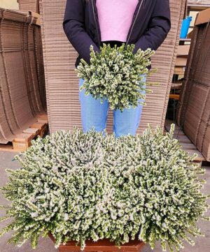 POWERS TO FLOWERS - ERICA CARNEA DARLEYENSIS BIANCA, 10 PIANTE, VASO 12CM, piante vere