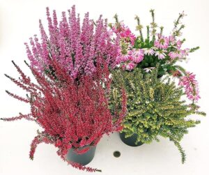 POWERS TO FLOWERS - ERICA POKER: DARLEYENSIS, CALLUNA, VERTICILLATA e GRACILIS, VASO 12 CM DIAMETRO, Piante Vere