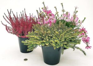 POWERS TO FLOWERS - ERICA TRIS: CALLUNA, VERTICILLATA e DARLEYENSIS, VASO 12 CM DIAMETRO, Piante Vere