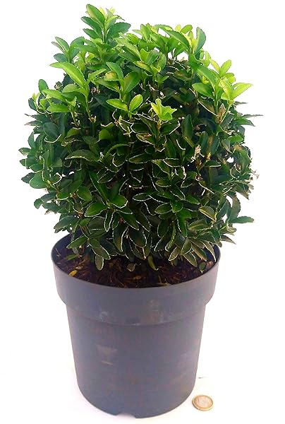 POWERS TO FLOWERS - EUONYMUS GREEN SPIDER FORMA SFERICA, VASO 19CM ...
