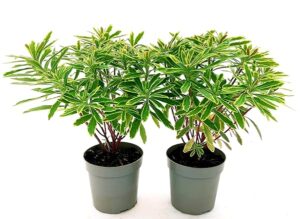 POWERS TO FLOWERS - EUPHORBIA AMYGDALOIDES 2 PIANTE, piante vere