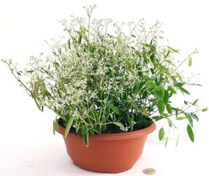 POWERS TO FLOWERS - EUPHORBIA DIAMOND FROST XL, IN CIOTOLA 17CM, pianta vera