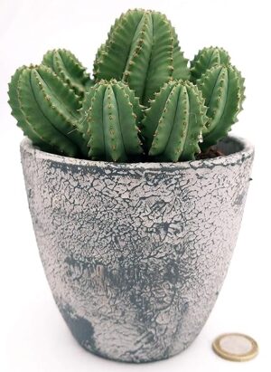 POWERS TO FLOWERS - EUPHORBIA FRUTICOSA INERMIS IN VASO CERAMICA RUSTICO, pianta vera