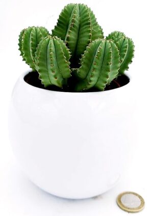 POWERS TO FLOWERS - EUPHORBIA FRUTICOSA INERMIS IN VASO CERAMICA SFERICO BIANCO, pianta vera