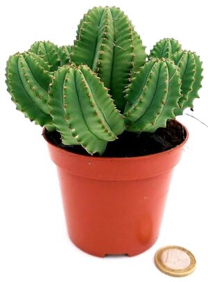 POWERS TO FLOWERS - EUPHORBIA FRUTICOSA INERMIS, VASO 10CM, pianta vera