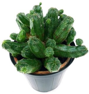 POWERS TO FLOWERS - EUPHORBIA GLOBOSA VASO 13CM, pianta vera