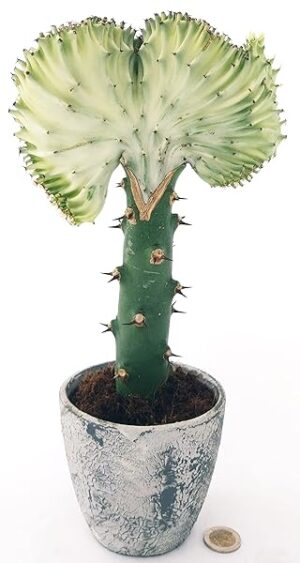 POWERS TO FLOWERS - EUPHORBIA LACTEA CRESTATA BIANCA XL CERAMICA RUSTICO , pianta vera