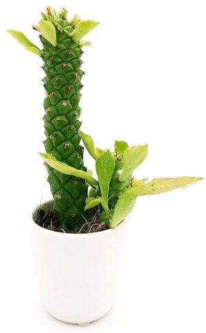 POWERS TO FLOWERS - EUPHORBIA MONADENIUM RITCHIEI IN VASO CERAMICA BIANCO, pianta vera