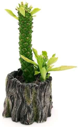 POWERS TO FLOWERS - EUPHORBIA MONADENIUM RITCHIEI IN VASO CERAMICA TRONCO, pianta vera