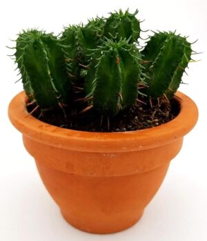 POWERS TO FLOWERS - EUPHORBIA PULVINATA IN VASO COCCIO 13CM, pianta vera