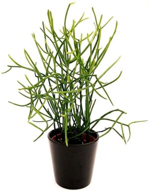 POWERS TO FLOWERS - EUPHORBIA TIRUCALLI ALTEZZA 35CM, VASO 13CM, pianta vera