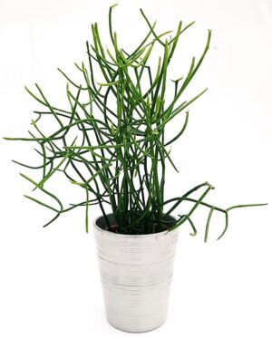 POWERS TO FLOWERS - EUPHORBIA TIRUCALLI IN VASO CERAMICA ARGENTO, ALTEZZA 35CM, VASO 13CM, pianta vera