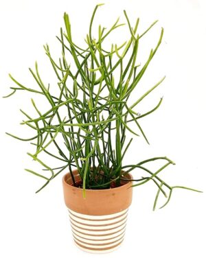 POWERS TO FLOWERS - EUPHORBIA TIRUCALLI IN VASO CERAMICA DECORATO, ALTEZZA 35CM, VASO 13CM, pianta vera