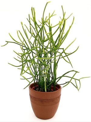 POWERS TO FLOWERS - EUPHORBIA TIRUCALLI IN VASO CERAMICA MOKKA, ALTEZZA 35CM, VASO 13CM, pianta vera