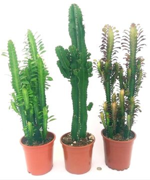 POWERS TO FLOWERS - EUPHORBIA TRIGONA CLASSICA, TRIGONA RED e EUPHORBIA VULCANA ERITREA, VASO 17CM DIAMETRO, ALTEZZA 70/80CM, piante vere