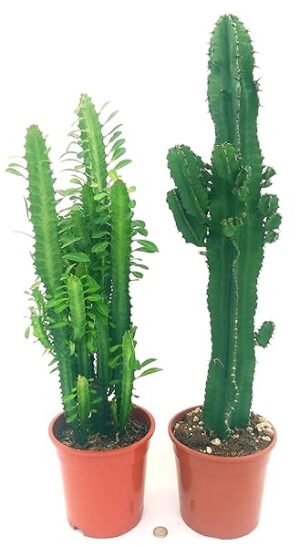 POWERS TO FLOWERS - EUPHORBIA TRIGONA e EUPHORBIA VULCANA ERITREA, VASO 17CM DIAMETRO, ALTEZZA 70/80CM, piante vere