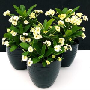 POWERS TO FLOWERS - EUPHORBIA VULCANA BIANCA, 3 PIANTE, spina di cristo, piante vere