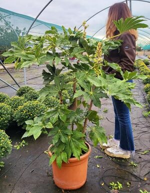 POWERS TO FLOWERS - FATSIA JAPONICA ARALIA XXL, vaso 26cm Diametro, Altezza 130/140cm, pianta vera