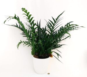 POWERS TO FLOWERS - FELCE AGLAOMORPHA XXL, VASO 25CM DIAMETRO, IN VASO CERAMICA BIANCO A RIGHE, PIANTE PURIFICA ARIA, pianta vera