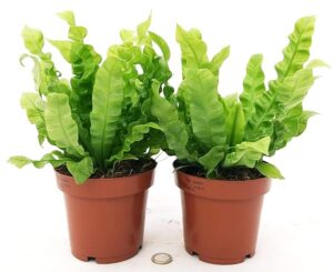 POWERS TO FLOWERS - FELCE, ASPLENIUM CRISPY WAVE, 2 PIANTE, VASO 12cm Diametro, piante vere