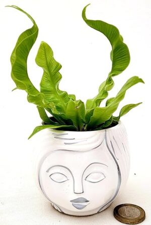 POWERS TO FLOWERS - FELCE, ASPLENIUM CRISPY WAVE IN VASO CERAMICA SIGNORINA MINI IDEALE PER SCRIVANIA, piante vere