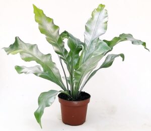 POWERS TO FLOWERS - FELCE, ASPLENIUM NIDUM, COLOR LIFE ARGENTO, vaso 13cm diametro, pianta vera
