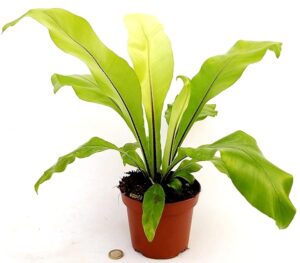 POWERS TO FLOWERS - FELCE, ASPLENIUM NIDUM, vaso 13cm, pianta vera