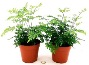 POWERS TO FLOWERS - FELCE, PTERIS EVERGEMIENSIS VARIEGATA 2 PIANTE, IN VASO 12CM, piante vere