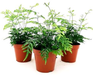 POWERS TO FLOWERS - FELCE, PTERIS EVERGEMIENSIS VARIEGATA 3 PIANTE, IN VASO 12CM, piante vere
