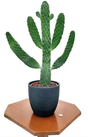 POWERS TO FLOWERS - FICO D'INDIA, OPUNTIA CONSOLEA, VASO 18CM DIAMETRO, IN VASO CERAMICA ANTRACITE, pianta vera