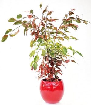 POWERS TO FLOWERS - FICUS BENJAMIN COLOR LIFE BANDIERA DELLA SPAGNA, IN VASO CERAMICA ROSSO SFERICO, pianta vera!!!