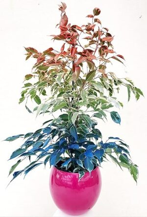 POWERS TO FLOWERS - FICUS BENJAMIN COLOR LIFE ROSSO, BIANCO E BLU, BANDIERA DELLA FRANCIA, IN VASO CERAMICA FUCSIA, pianta vera!!!