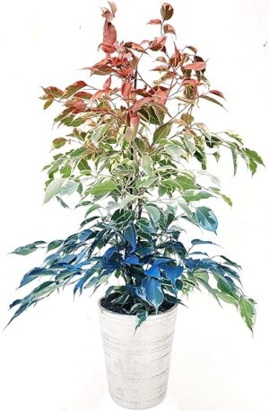 POWERS TO FLOWERS - FICUS BENJAMIN COLOR LIFE ROSSO, BIANCO E BLU, IN VASO CERAMICA ARGENTO, pianta vera!!!