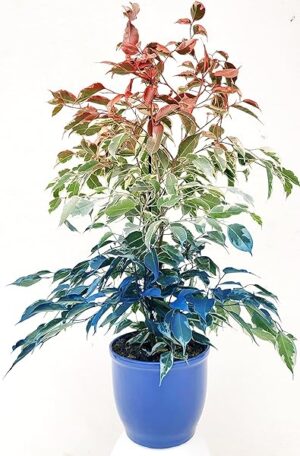 POWERS TO FLOWERS - FICUS BENJAMIN COLOR LIFE ROSSO, BIANCO E BLU, IN VASO CERAMICA BLU, pianta vera!!!