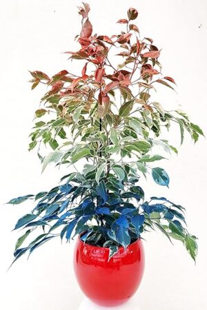 POWERS TO FLOWERS - FICUS BENJAMIN COLOR LIFE ROSSO, BIANCO E BLU, IN VASO CERAMICA ROSSO SFERICO, pianta vera!!!