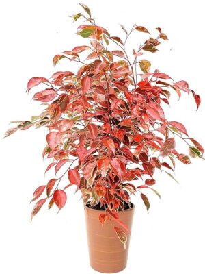 POWERS TO FLOWERS - FICUS BENJAMIN COLOR LIFE ROSSO, IN VASO CERAMICA BRONZO, pianta vera!!!