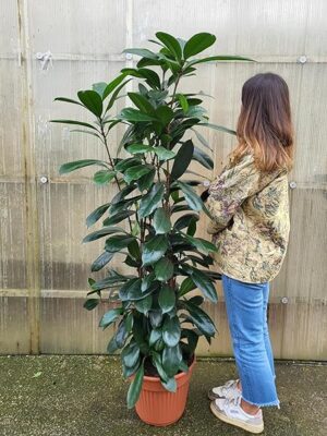 POWERS TO FLOWERS - FICUS CYATHISTIPULA, ALTEZZA 170CM, pianta vera
