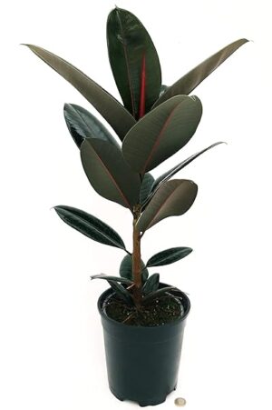 POWERS TO FLOWERS - FICUS ELASTICA ROBUSTA ABIDJAN, VASO 17CM DIAMETRO, ALTEZZA 60CM, pianta vera