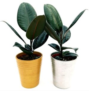POWERS TO FLOWERS - FICUS ROBUSTA ABIDJAN, 2 PIANTE IN VASO CERAMICA ORO E ARGENTO, vaso 12cm, piante vere