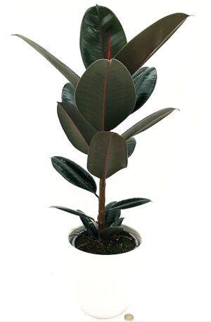 POWERS TO FLOWERS - FICUS ROBUSTA ABIDJAN, VASO 19CM ALTEZZA 60CM, IN VASO CERAMICA BIANCO A RIGHE, pianta vera