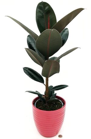 POWERS TO FLOWERS - FICUS ROBUSTA ABIDJAN, VASO 19CM ALTEZZA 60CM, IN VASO CERAMICA ROSA ANTICO A RIGHE, pianta vera